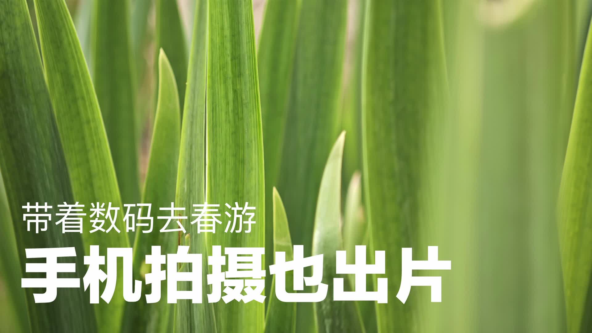 春游Vlog丨用手机来记录美景一样很出片