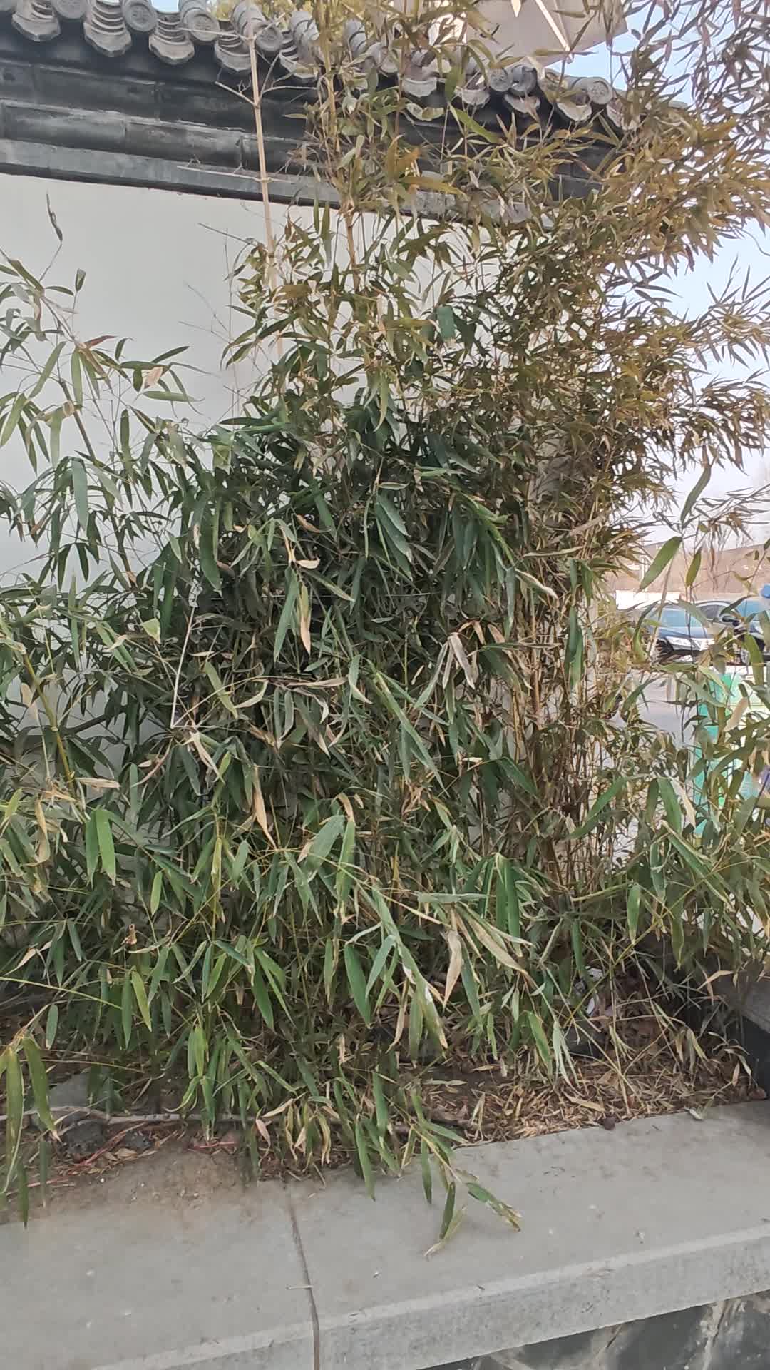 春光无限好出门溜达溜达